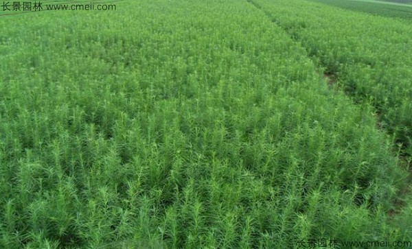 落葉松種子發(fā)芽出苗圖片 落葉松種子發(fā)芽出苗圖片