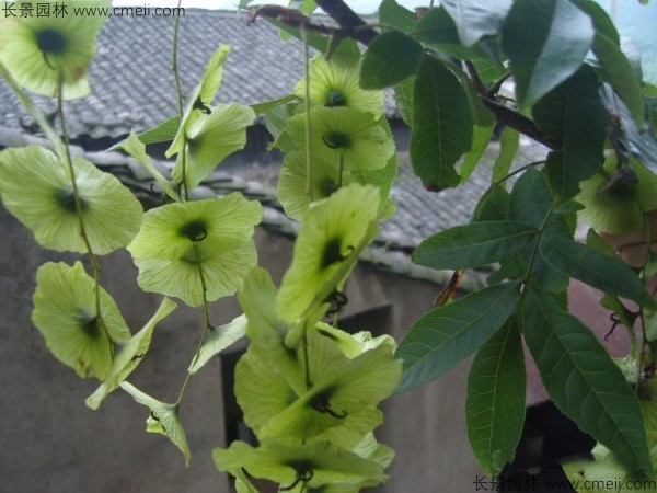 銅錢柳種子圖片 銅錢柳種子圖片