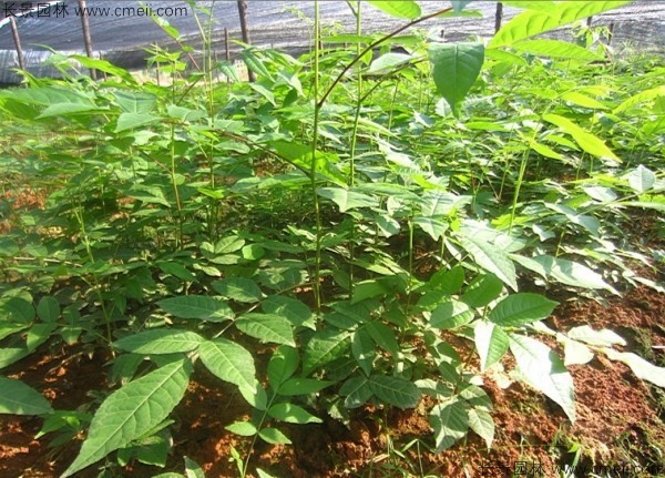 銅錢柳種子發(fā)芽出苗圖片 銅錢柳種子發(fā)芽出苗圖片