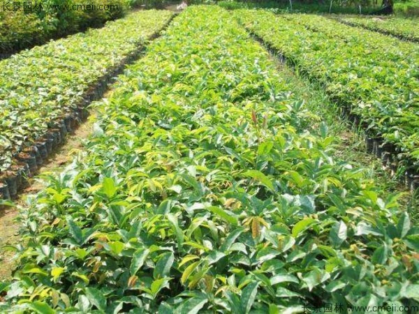 紫檀種子發(fā)芽出苗圖片 紫檀種子發(fā)芽出苗圖片