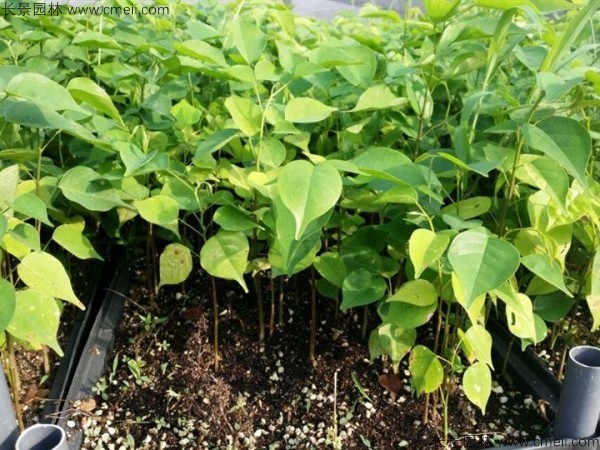 紫檀種子發(fā)芽出苗圖片 紫檀種子發(fā)芽出苗圖片