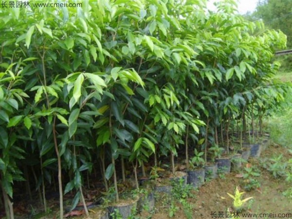 紫檀種子發(fā)芽出苗圖片 紫檀種子發(fā)芽出苗圖片