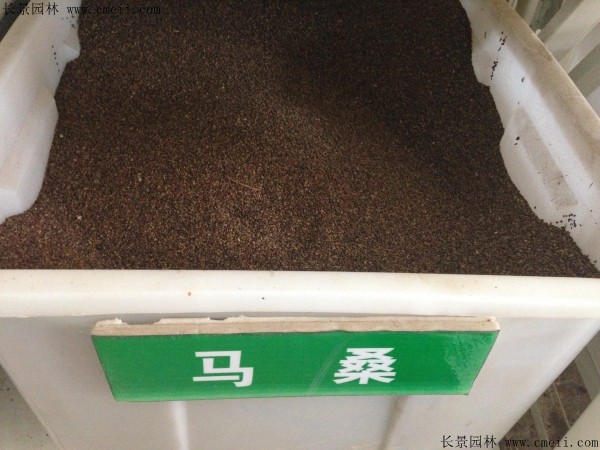 馬桑種子圖片 馬桑種子圖片