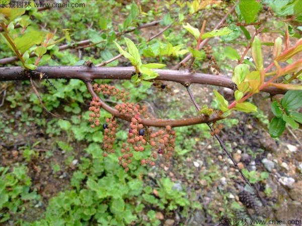 馬桑種子發(fā)芽出苗圖片 馬桑種子發(fā)芽出苗圖片