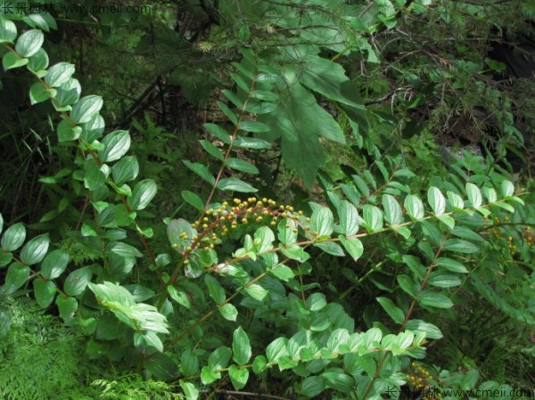 馬桑種子發(fā)芽出苗圖片 馬桑種子發(fā)芽出苗圖片