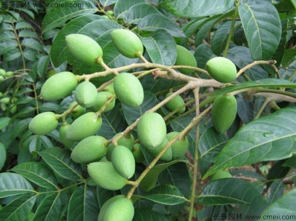 橄欖種子發(fā)芽出苗圖片 橄欖種子發(fā)芽出苗圖片