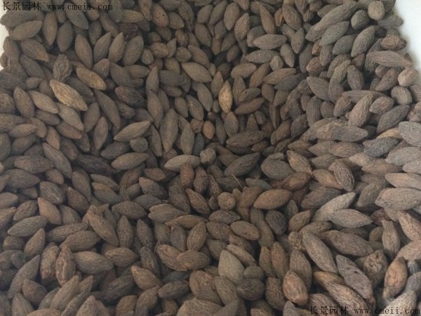 橄欖種子圖片 橄欖種子圖片