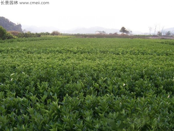 橄欖種子發(fā)芽出苗圖片 橄欖種子發(fā)芽出苗圖片