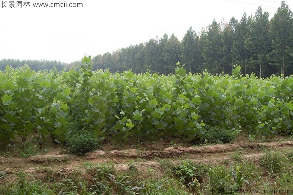 法桐種子發(fā)芽出苗圖片 法桐種子發(fā)芽出苗圖片