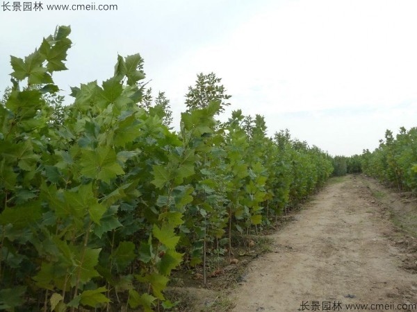 法桐種子發(fā)芽出苗圖片 法桐種子發(fā)芽出苗圖片