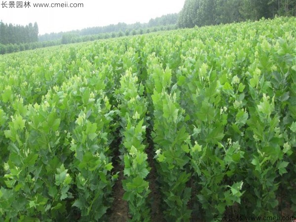 法桐種子發(fā)芽出苗圖片 法桐種子發(fā)芽出苗圖片