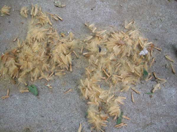 法桐種子圖片 法桐種子圖片