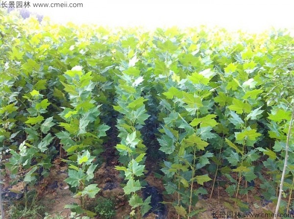 法桐種子發(fā)芽出苗圖片 法桐種子發(fā)芽出苗圖片