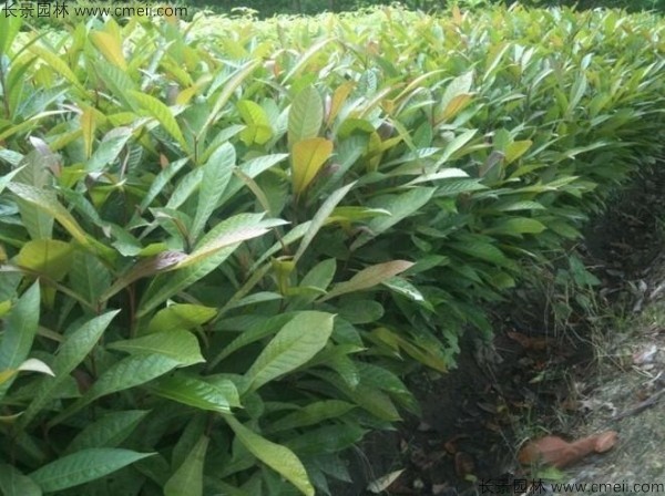 杜英種子發(fā)芽出苗圖片 杜英種子發(fā)芽出苗圖片