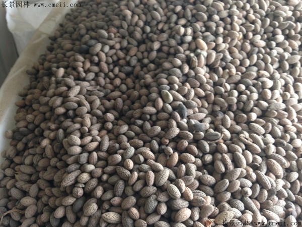 杜英種子圖片 杜英種子圖片