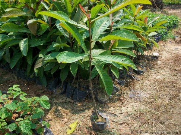 杜英種子發(fā)芽出苗圖片 杜英種子發(fā)芽出苗圖片