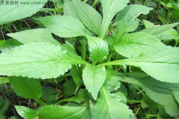 敗醬草種子發(fā)芽出苗圖片 敗醬草種子發(fā)芽出苗圖片