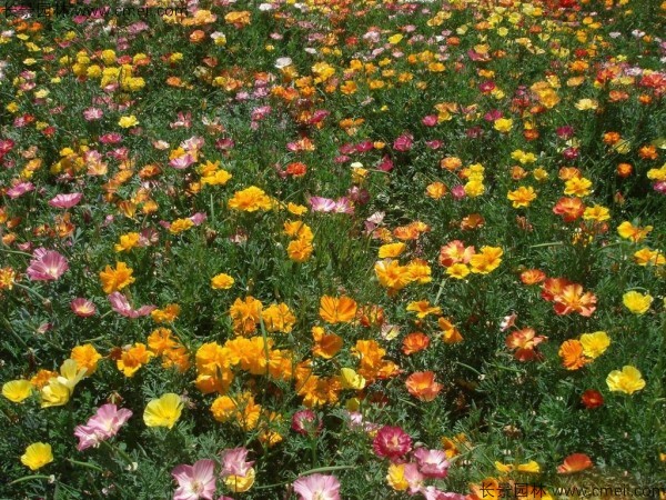 花菱草種子發(fā)芽出苗開(kāi)花圖片