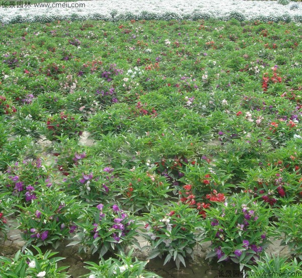 長(zhǎng)春花種子發(fā)芽出苗開花圖片