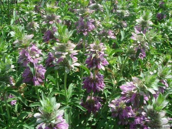 美國(guó)薄荷種子發(fā)芽出苗開花圖片 美國(guó)薄荷種子發(fā)芽出苗開花圖片