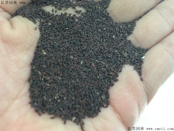 美國(guó)薄荷種子圖片 美國(guó)薄荷種子圖片