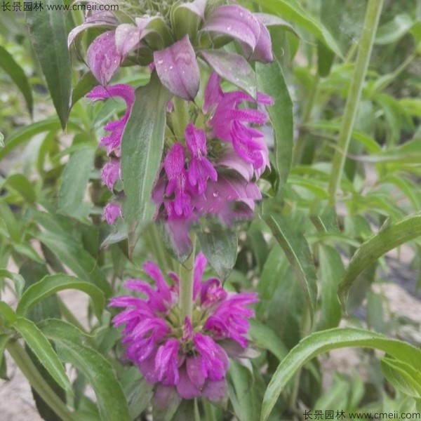 美國(guó)薄荷種子發(fā)芽出苗開花圖片 美國(guó)薄荷種子發(fā)芽出苗開花圖片