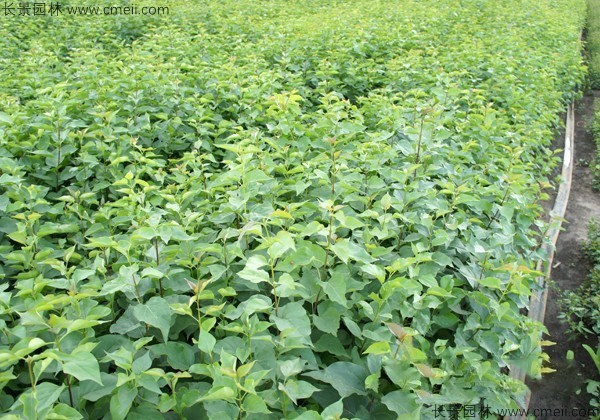 暴馬丁香種子發(fā)芽出苗圖片 暴馬丁香種子發(fā)芽出苗圖片
