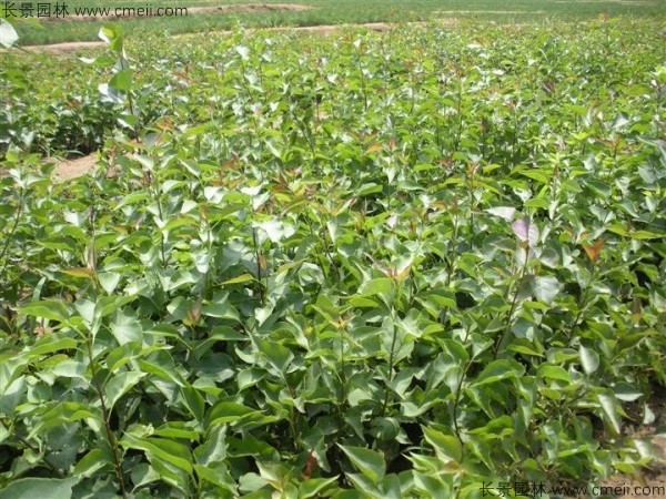 暴馬丁香種子發(fā)芽出苗圖片 暴馬丁香種子發(fā)芽出苗圖片