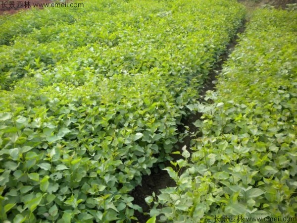 暴馬丁香種子發(fā)芽出苗圖片 暴馬丁香種子發(fā)芽出苗圖片