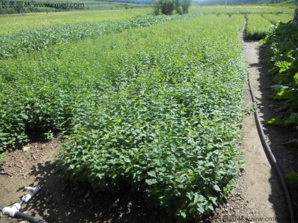 暴馬丁香種子發(fā)芽出苗圖片 暴馬丁香種子發(fā)芽出苗圖片