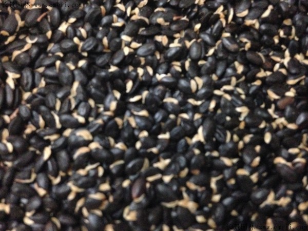 金合歡種子圖片 金合歡種子圖片