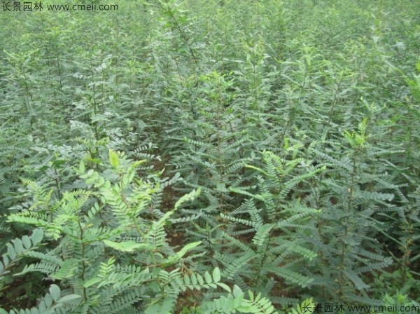 金合歡種子發(fā)芽出苗圖片 金合歡種子發(fā)芽出苗圖片