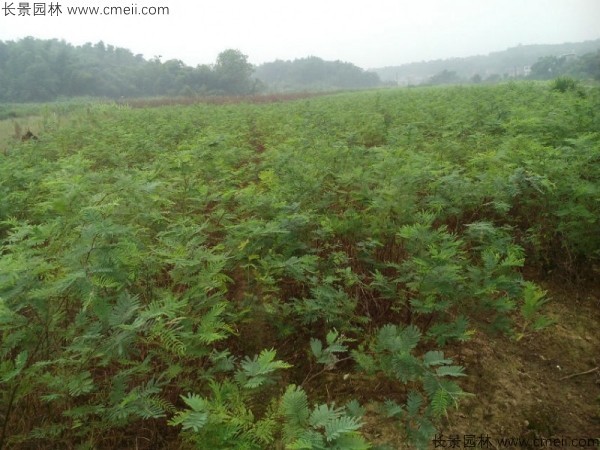 金合歡種子發(fā)芽出苗圖片 金合歡種子發(fā)芽出苗圖片