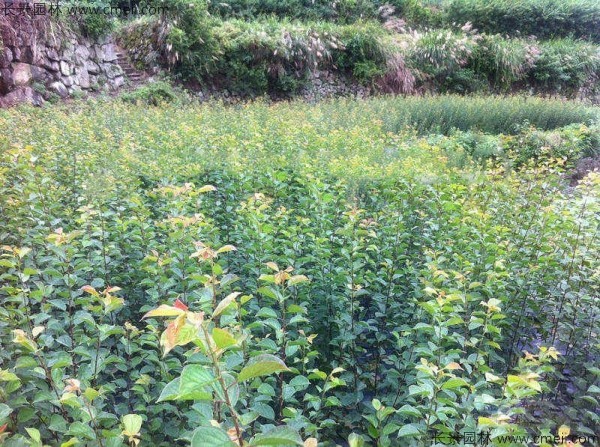 山梅花種子發(fā)芽出苗圖片 山梅花種子發(fā)芽出苗圖片