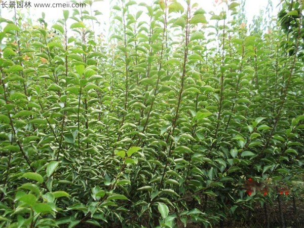 山梅花種子發(fā)芽出苗圖片 山梅花種子發(fā)芽出苗圖片