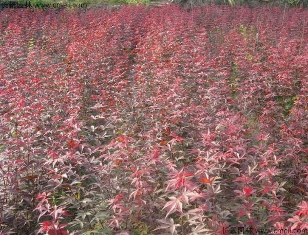 紅楓種子發(fā)芽出苗圖片 紅楓種子發(fā)芽出苗圖片