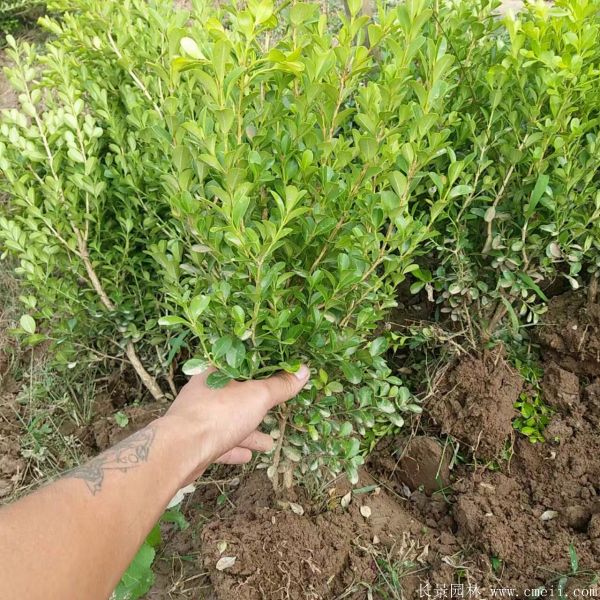 小葉黃楊苗 小葉黃楊苗