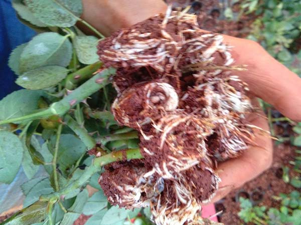 切花月季小苗 切花月季小苗