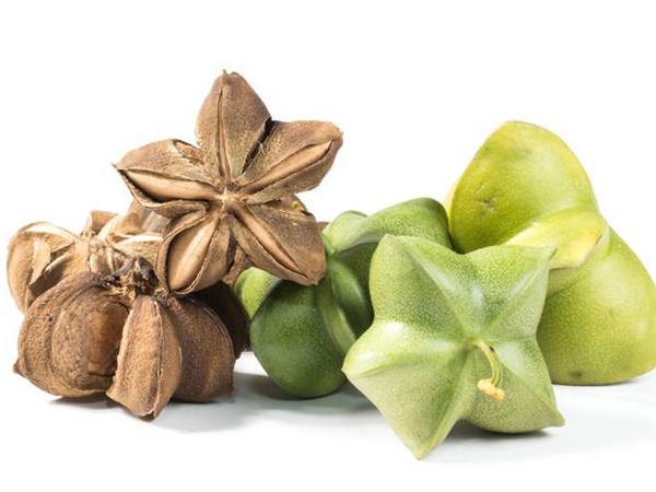 印加果種子多少錢(qián)一斤,印加果種子批發(fā)價(jià)格 印加果種子多少錢(qián)一斤,印加果種子批發(fā)價(jià)格