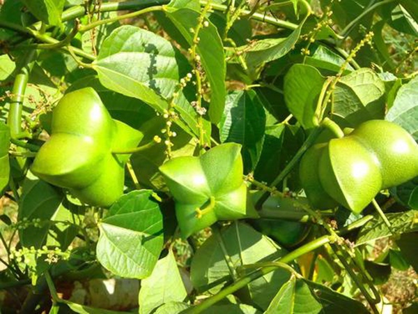 印加果種子多少錢(qián)一斤,印加果種子批發(fā)價(jià)格 印加果種子多少錢(qián)一斤,印加果種子批發(fā)價(jià)格