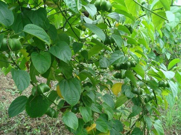 印加果種子多少錢(qián)一斤,印加果種子批發(fā)價(jià)格 印加果種子多少錢(qián)一斤,印加果種子批發(fā)價(jià)格