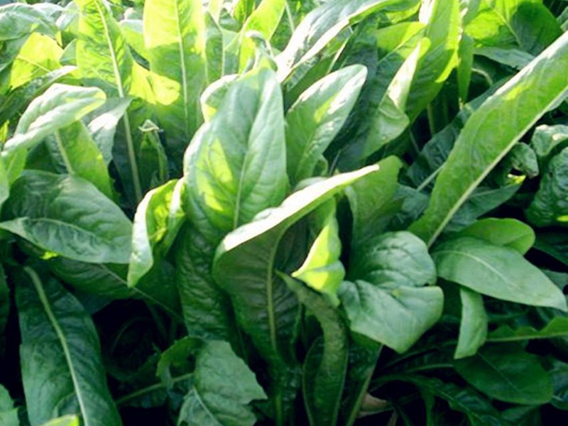 進口菊苣種子 進口菊苣種子