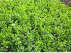 小葉黃楊樹苗多少錢一棵？