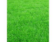 暖季型草坪那個最耐踩踏