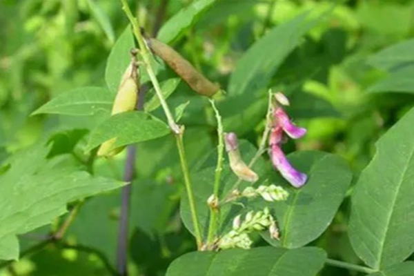 1651545085367639.jpg 1651545085367639.jpg