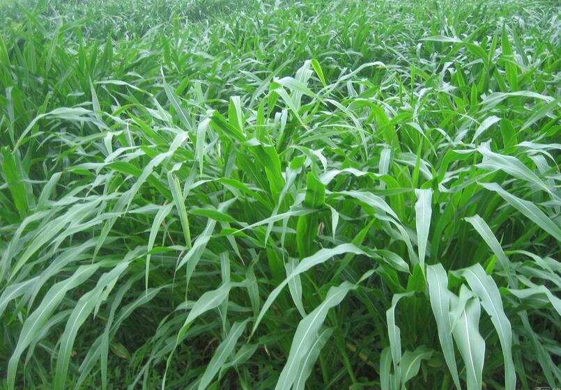 1653144252457446.jpg 1653144252457446.jpg