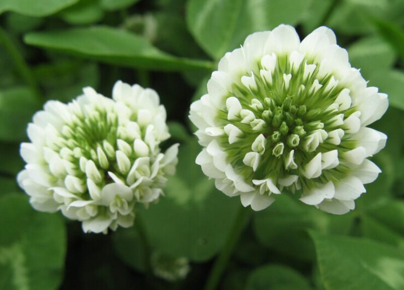 1653144965551070.jpg 1653144965551070.jpg