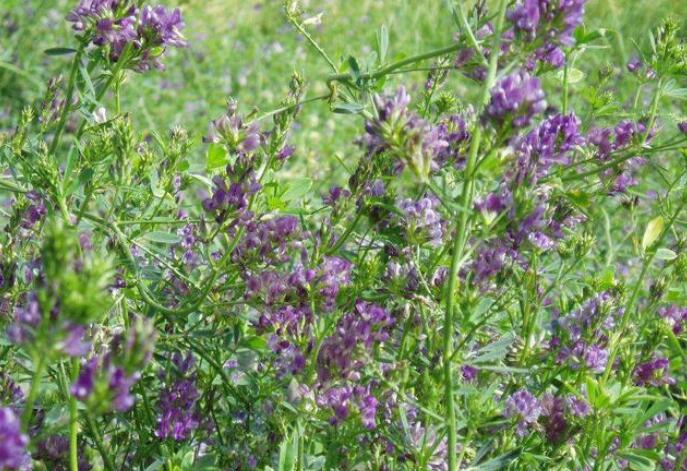 1653799490490225.jpg 1653799490490225.jpg