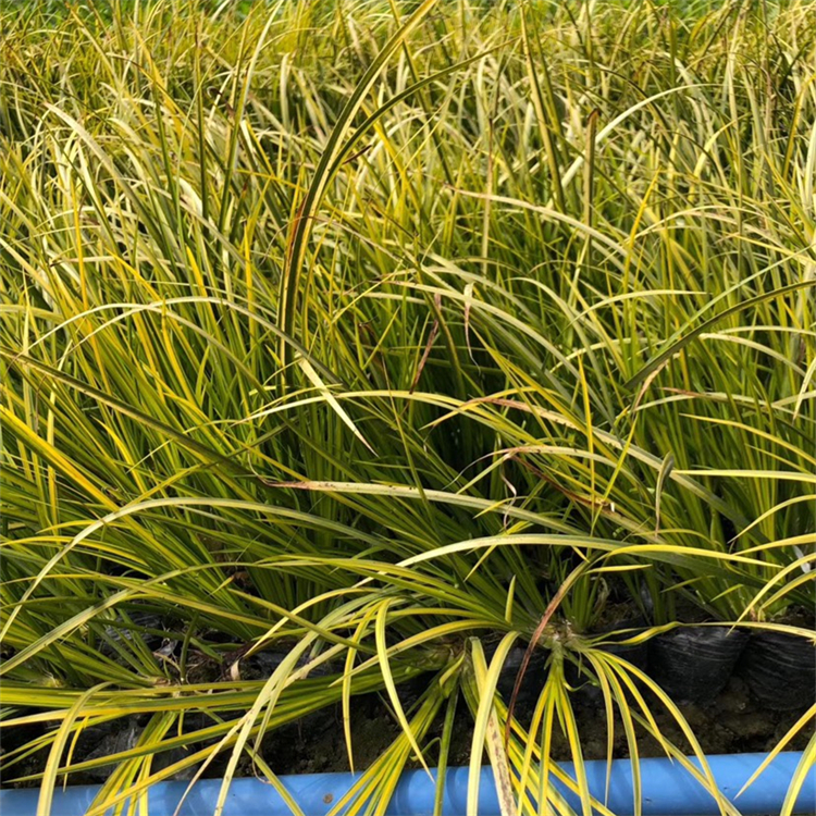 金葉石菖蒲 金葉石菖蒲